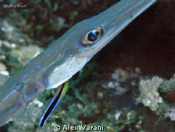 aulostomus chinensis cleaning by Alex Varani 
